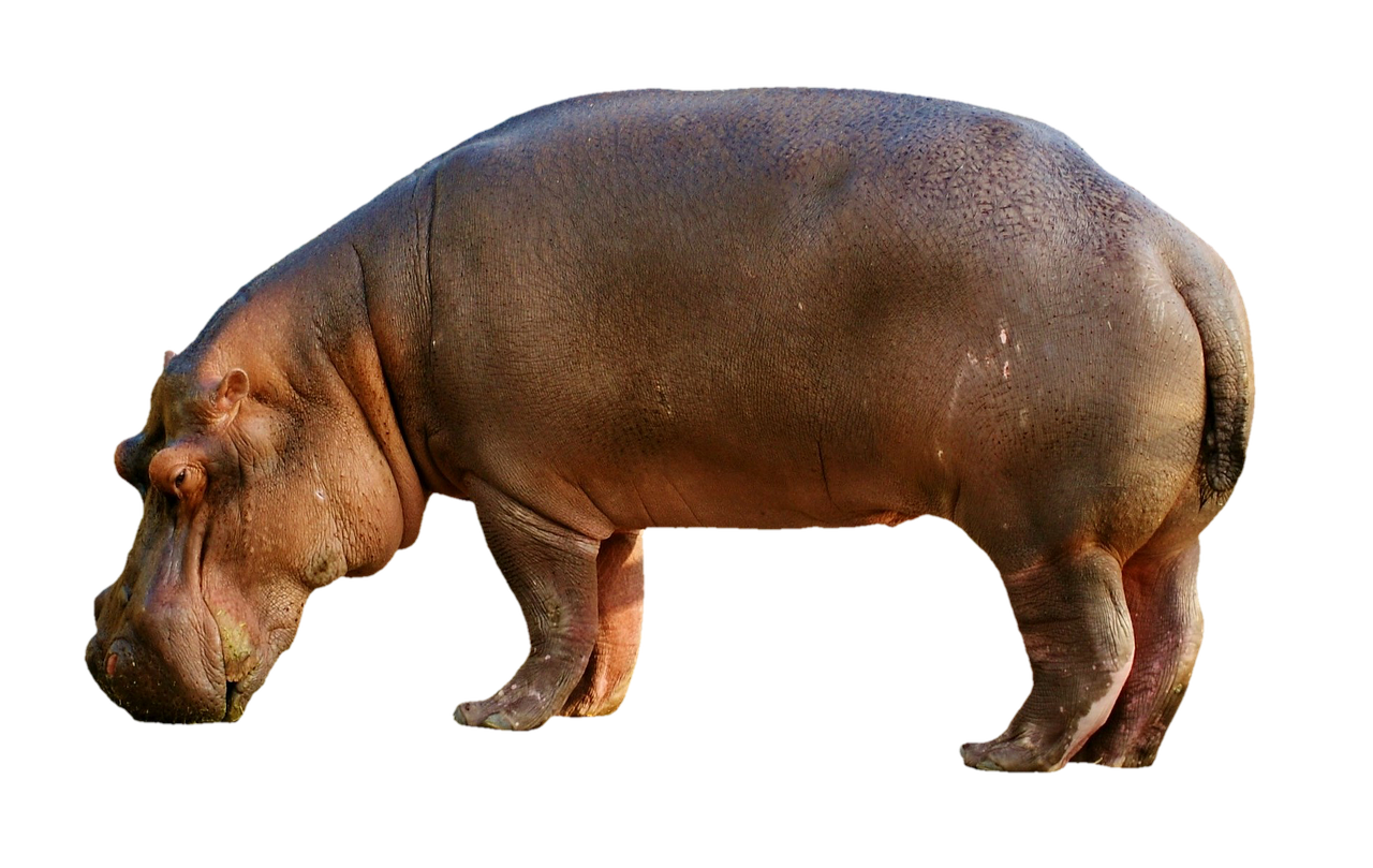 Hippo picture