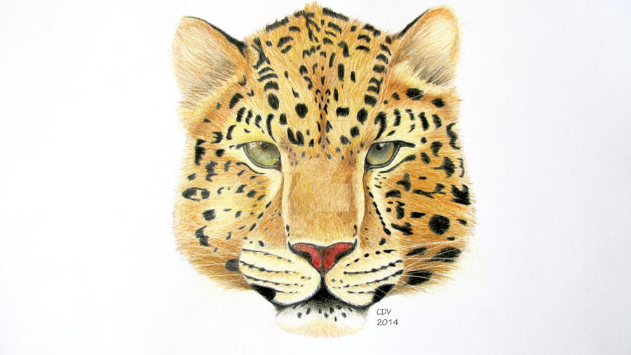 Leopard picture