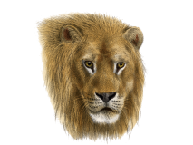 Lion picture