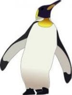 Penguin picture